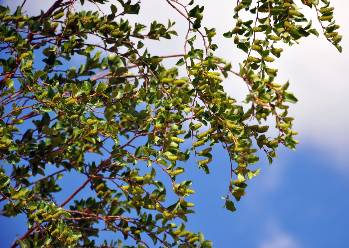 Изображение особи Betula microphylla.