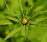 Bidens frondosa