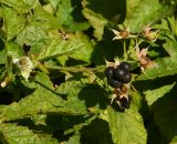 Rubus caesius