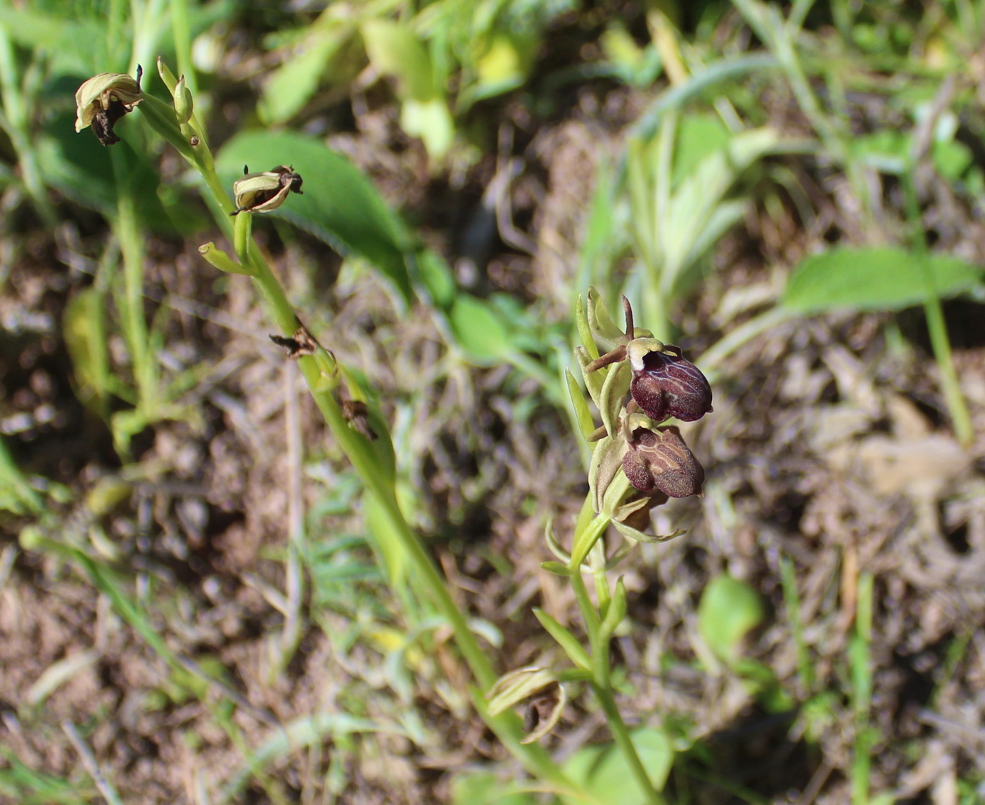 Изображение особи Ophrys mammosa.