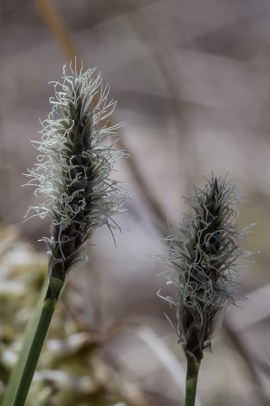 Изображение особи Eriophorum vaginatum.