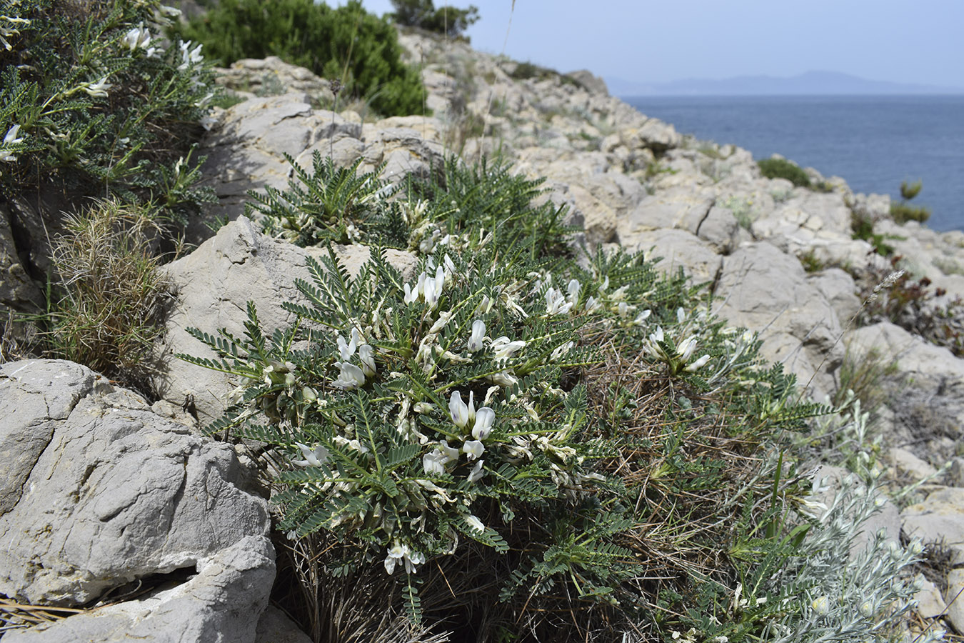 Изображение особи Astragalus tragacantha.