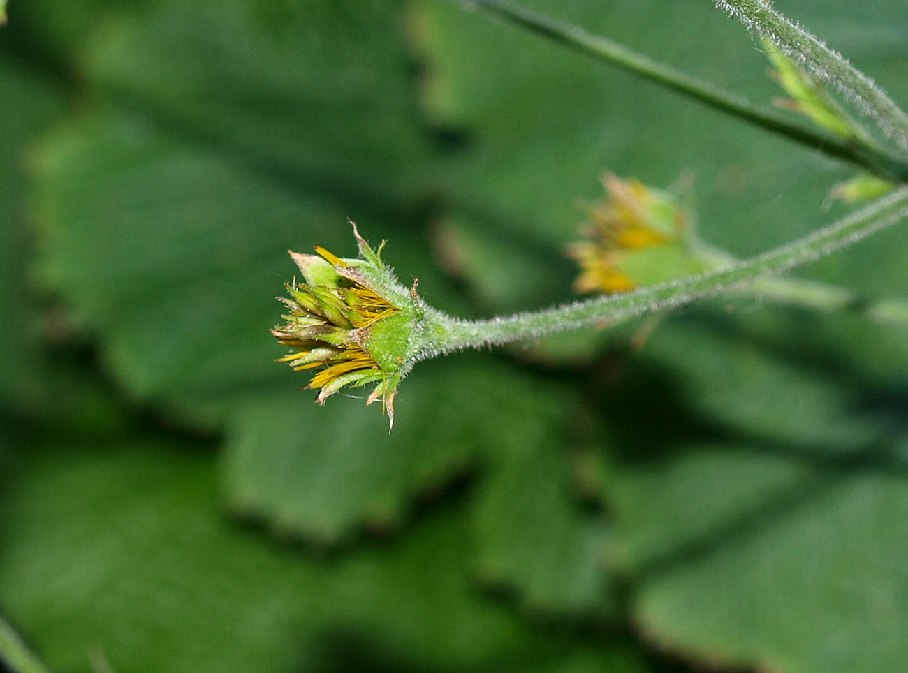 Изображение особи Woronowia speciosa.