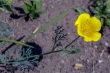 Eschscholzia californica