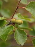 Betula subarctica. Ветвь с соплодиями. Окрестности Мурманска, 20.08.2008.