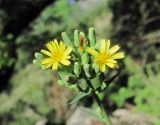 Lactuca chaixii