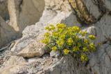 Euphorbia petrophila. Цветущее растение. Краснодарский край, м/о г. Геленджик, окр. пос. Кабардинка, мыс Дооб, приморский склон, на скальном обнажении. 03.05.2021.