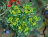 Euphorbia helioscopia