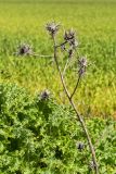 Scolymus maculatus