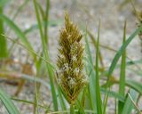 Carex macrocephala