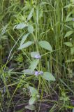 Mentha canadensis