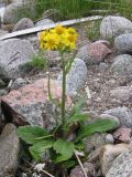 Tephroseris integrifolia. Цветущее растение на побережье. Кольский п-ов, Восточный Мурман, губа Широкая. 20.07.2009.