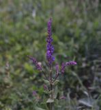 Salvia tesquicola. Верхушка цветущего растения. Республика Ингушетия, Джейрахский р-н, окр. ур. Тхаба-Ерды, луг рядом со старыми окопами. 21 июня 2022 г.