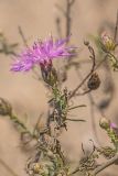 Centaurea majorovii. Верхушка побега с соцветием. Ростовская обл., Азовский р-н, окр. хут. Чумбур-Коса, прибрежная терраса. 05.11.2022.