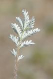 Potentilla pamiroalaica