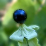 Cucubalus baccifer. Плод. Чувашия, окрестности г. Шумерля, пойма р. Сура, Паланские пески. 31 июля 2005 г.