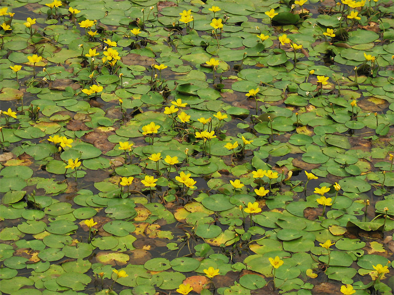 Image of Nymphoides peltata specimen.