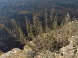 Artemisia dzevanovskyi. Зацветающее растение. Крым, Тарханкутский п-ов, мыс. Тарханкут. 16 сентября 2011 г.