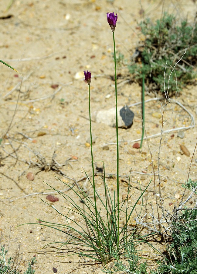 Изображение особи Allium barsczewskii.