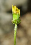 род Taraxacum