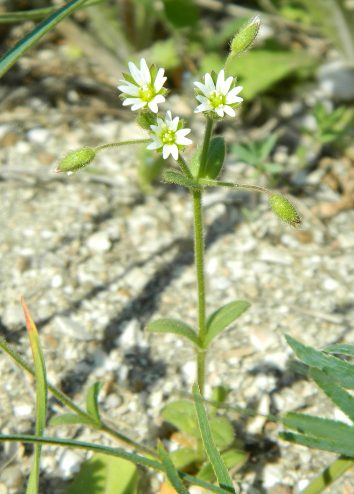 Изображение особи Cerastium semidecandrum.