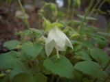 Campanula pendula. Верхушка цветущего растения. Кабардино-Балкария, долина р. Баксан, сосновое редколесье. 04.08.2012.