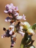 Cuscuta lehmanniana