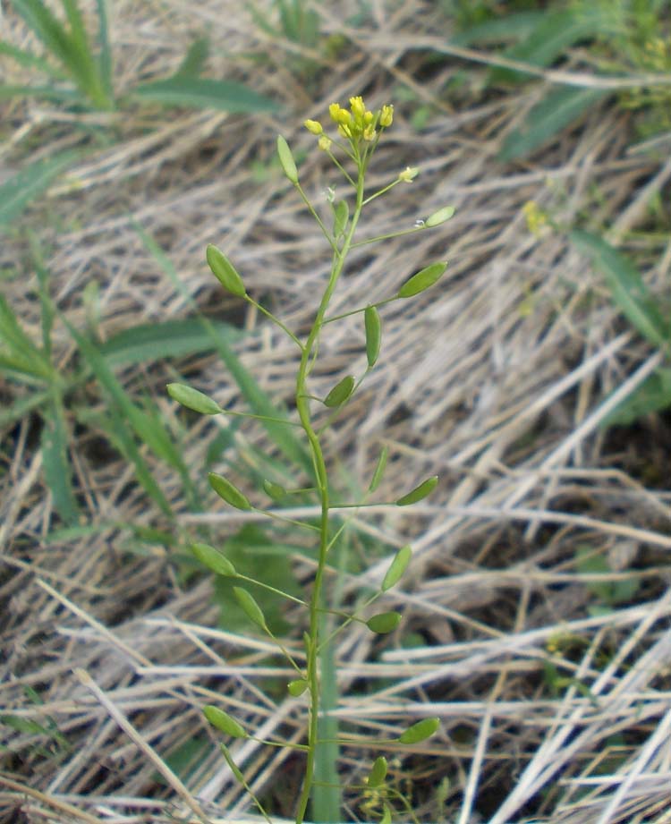 Изображение особи Draba nemorosa.