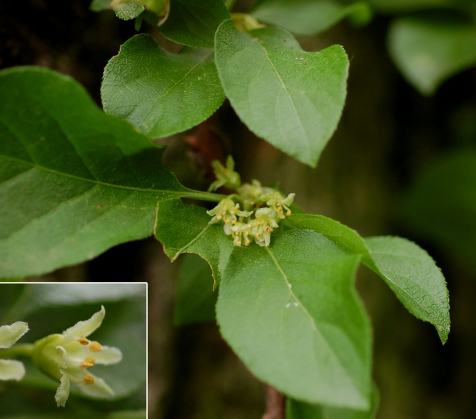 Изображение особи Celastrus flagellaris.