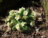 Primula vulgaris