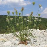 Daucus carota. Отцветающее и плодоносящее растение. Краснодарский край, Абинский р-н, окр. станицы Шапсугская, мергелевый карьер. 23.08.2014.