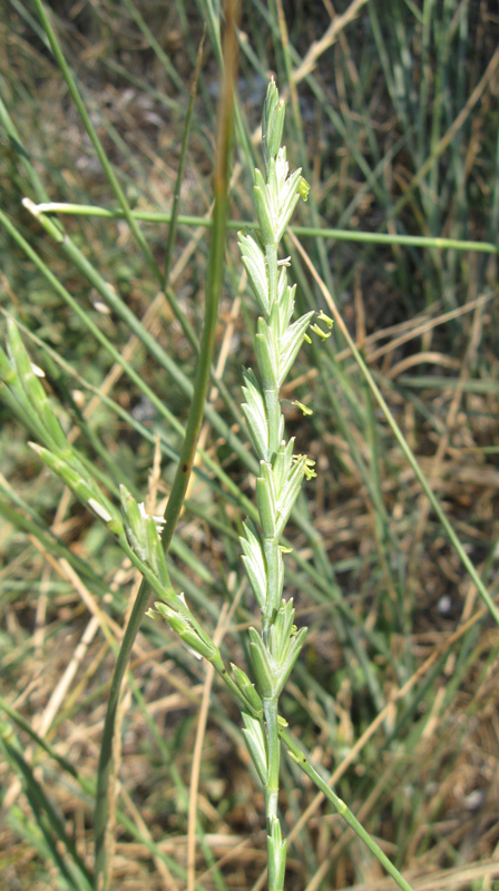 Изображение особи Elytrigia obtusiflora.