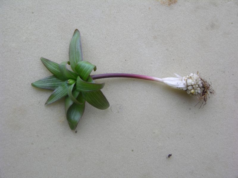 Image of Fritillaria camschatcensis specimen.