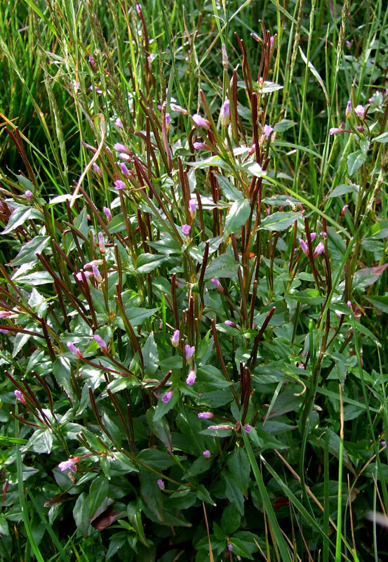 Изображение особи Epilobium hornemannii.