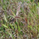 Hordeum glaucum