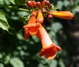 Campsis radicans