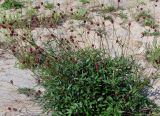 Sanguisorba officinalis