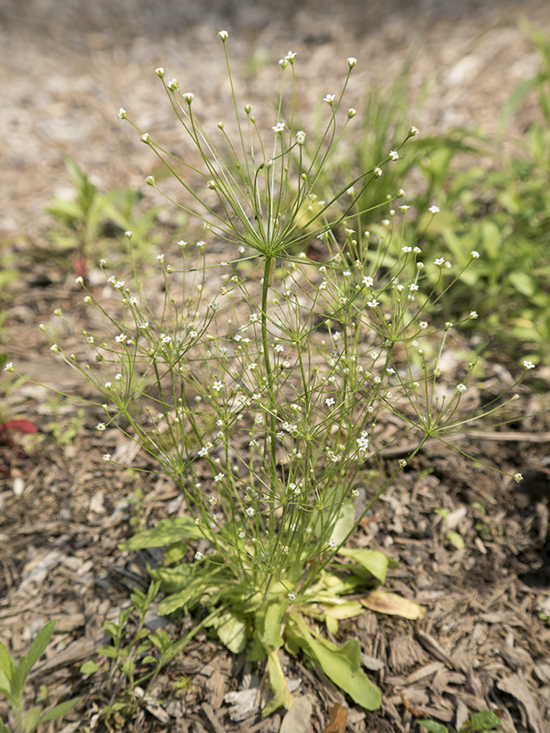 Изображение особи Androsace filiformis.