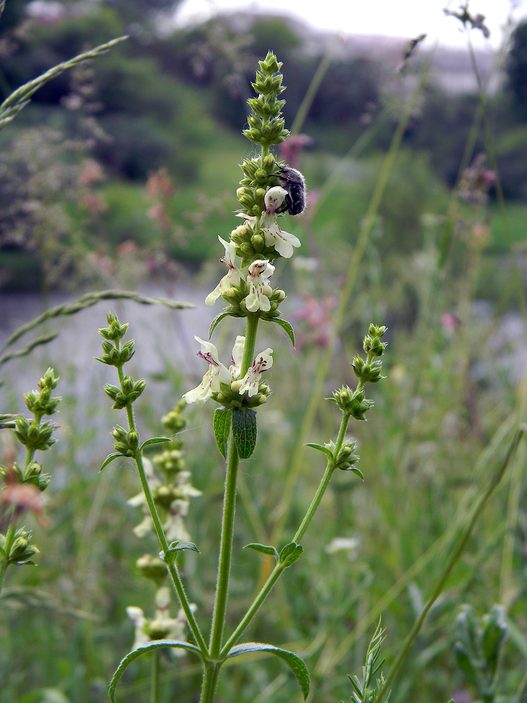 Изображение особи Stachys recta.