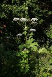 Heracleum sosnowskyi