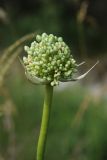 Allium drobovii