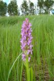 Dactylorhiza incarnata. Верхушка цветущего растения. Нижегородская обл., Починковский р-н, окр. с. Новоспасское, сырое понижение вдоль автомобильной дороги Починки - Маресево. 6 июня 2015 г.