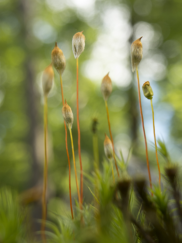 Изображение особи род Polytrichum.