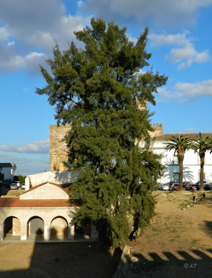 Изображение особи Casuarina cunninghamiana.