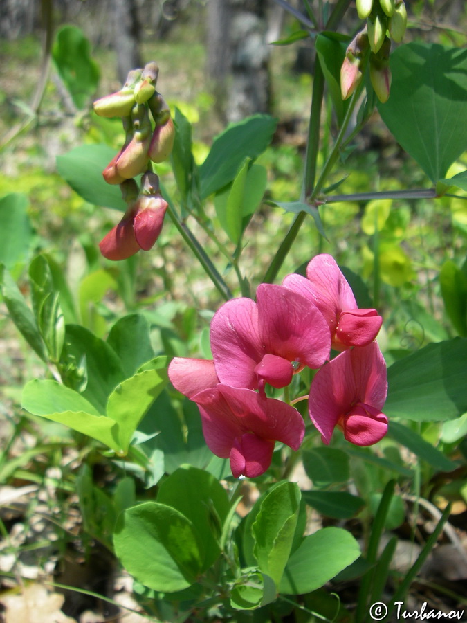 Изображение особи Lathyrus rotundifolius.