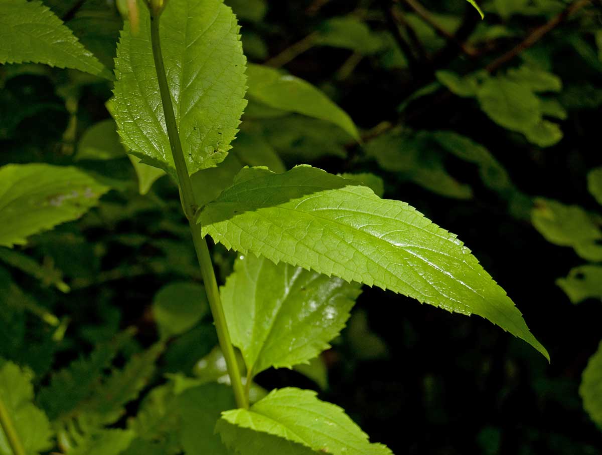 Изображение особи Scrophularia nodosa.