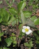 genus Fragaria