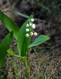 Convallaria majalis. Цветущее растение. Московская обл., Ступинский р-н, окр. пос. Белопесоцкий, сосновый лес. 27.05.2018.