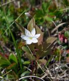 Trientalis europaea. Верхушка растения с цветком и бутонами. Магаданская обл., Ольский р-н, Ольское побережье, руч. Борискин ключ, крутой разнотравный луг на приморском склоне. 24.06.2018.