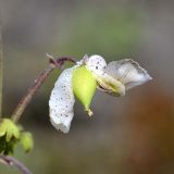 Cysticapnos vesicaria